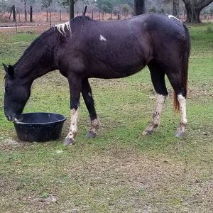 Meet your Posher, Clinton